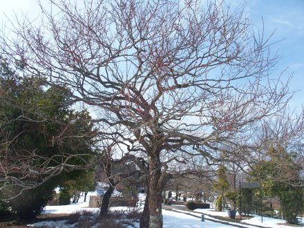 霧の庭園外周）梅2026.2.5 (4).JPG