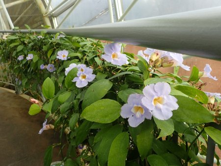 2026.1.10 (南館) (ベンガルヤハズカズラ) (21).JPG