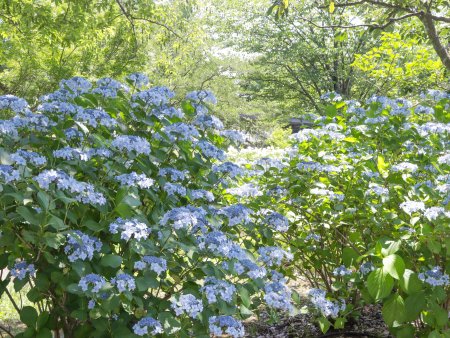 アジサイ開花状況（6/27更新） | とっとり花回廊