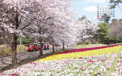 スプリングフェスティバルの壁紙