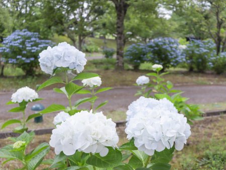 Anapia Antonini  花の市場　サインあり 第二十八話「宝石のようなアジサイ」 | 旬花百科 | 花毎（はなごと）
