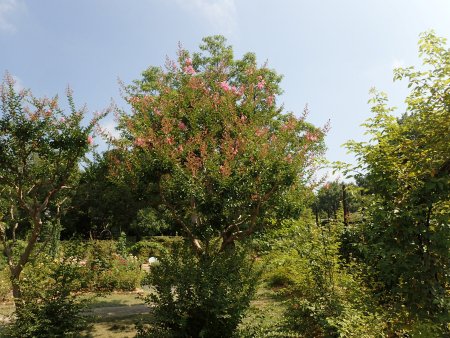 2025.7.8 (花木) (サルスベリバラ園横1).JPG