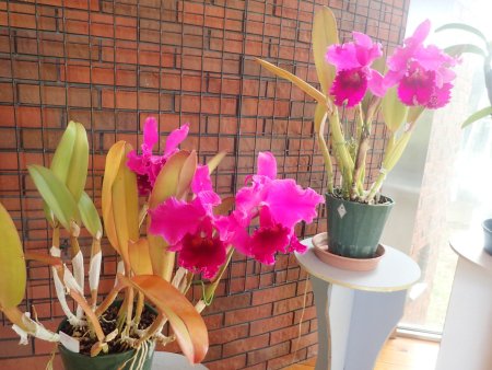 2025.12.9 (南館) (カトレアポーシャ21).JPG