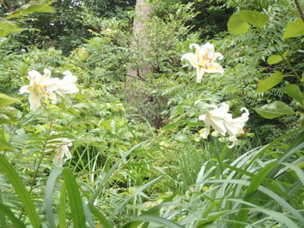 芝生の広場入口ヤマユリ