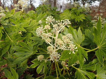 2025.12.23 (紅葉の庭) (斑入りヤツデ3).JPG