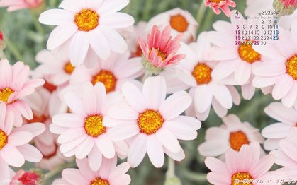 らんウィークの壁紙