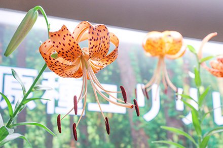 ☆ユリ・オニユリ・原種ユリリレー展・東館7月6日（2）-440.jpg