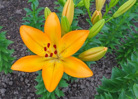 ユリ・秘密の花園6月8日（23）.JPG