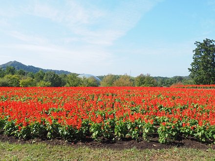 花の丘のサルビア