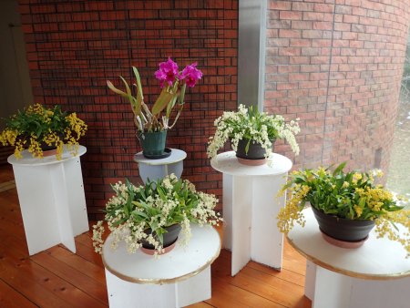 2026.1.10 (南館) (風除室洋ラン・オンシジウムトゥインクル2).JPG