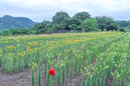 ユリ・秘密の花園6月8日（21）.JPG