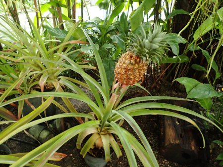 2025.12.23 (南館67) (パイナップル6).JPG