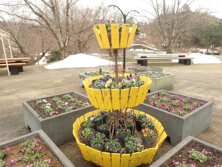 2026.2.15 (西館テラス・) (パンジーパレット4).JPG