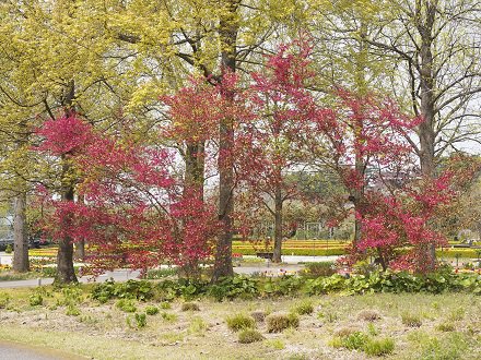トキワマンサク・紅葉の庭４月１６日（1）.JPG