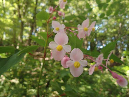 ふるさとの古径）シュウカイドウ9.9 (22).JPG