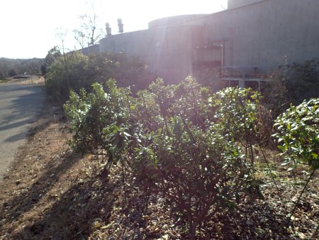 2025.1.14 (ジンチョウゲ場所) (3).JPG