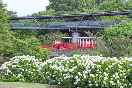 01★フラワートレイン・綿帽子・ヨーロピアンガーデン裏6月17日-440.jpg