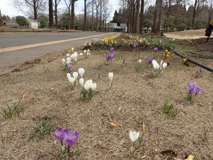 クロッカス 3 24写真更新 とっとり花回廊