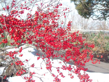 グレイス）ウメモドキ2026.2.5 (1).JPG