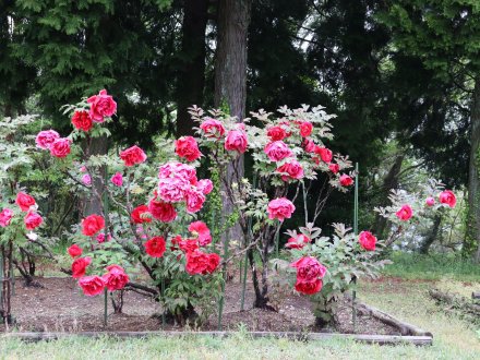 ボタン・花の丘奥4月22日（12）IMG_7065.jpg