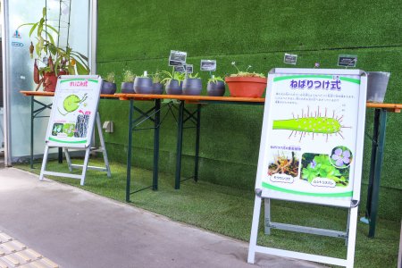 食虫植物展・ドーム7月17日2.JPG