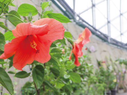 ハイビスカス
