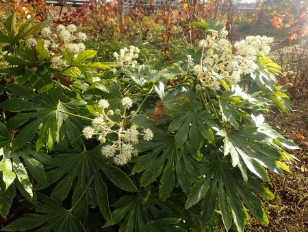 2025.12.9 (紅葉の庭) (斑入りヤツデ4).JPG