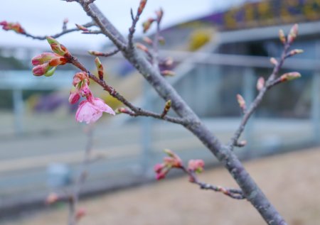 ★カワズザクラ・ドーム西口付近2月26日（22）.JPG