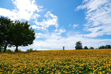 スタッフ賞　青空の下の花絨毯