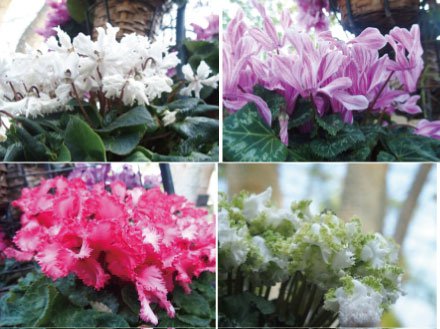 2026.1.16ドーム）シクラメン集合.jpg