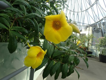 2025.11.4 (フラワードーム) (オオバナアリアカズラ2).JPG