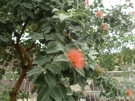 2026.1.20ドーム (メトロシデロス・15).JPG