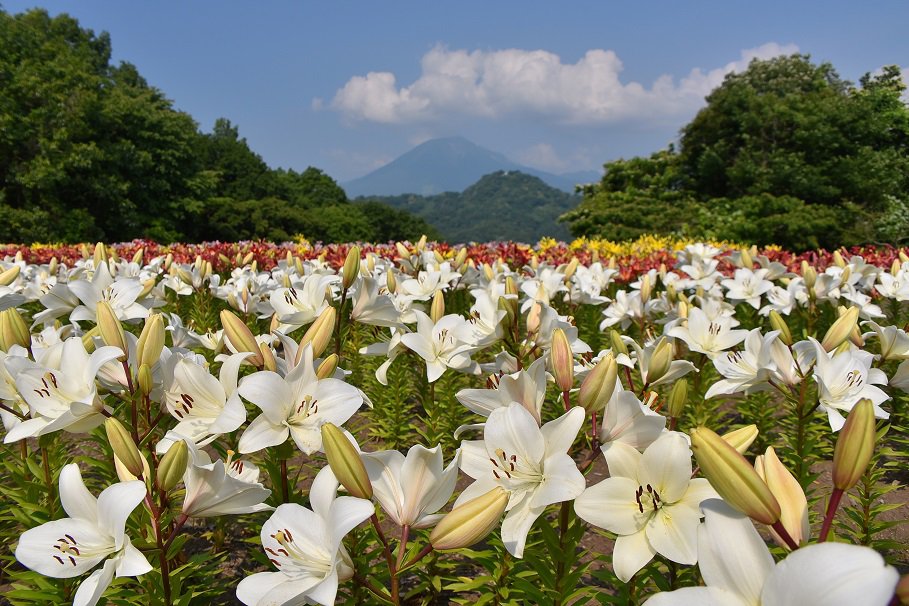 秘密の花園に咲く一面のユリ