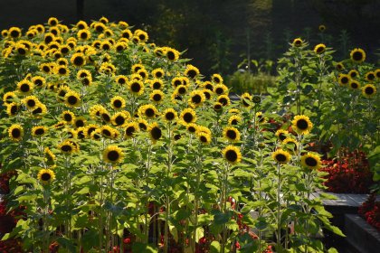 Tottori Prefctural Flower Park