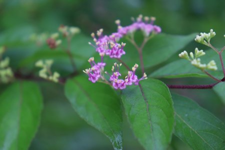 樹と花 木に咲く花たち（7/12更新） | とっとり花回廊