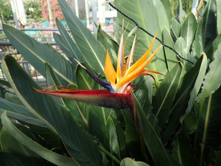 2025.12.28 (フラワードーム) (ストレリチア25).JPG