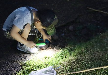 夜の生き物観察