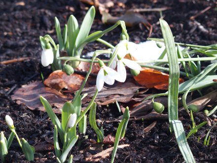 グレイス）スノードロップ2026.2.5.JPG
