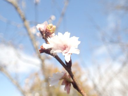 コブクザクラ花アップ.jpg