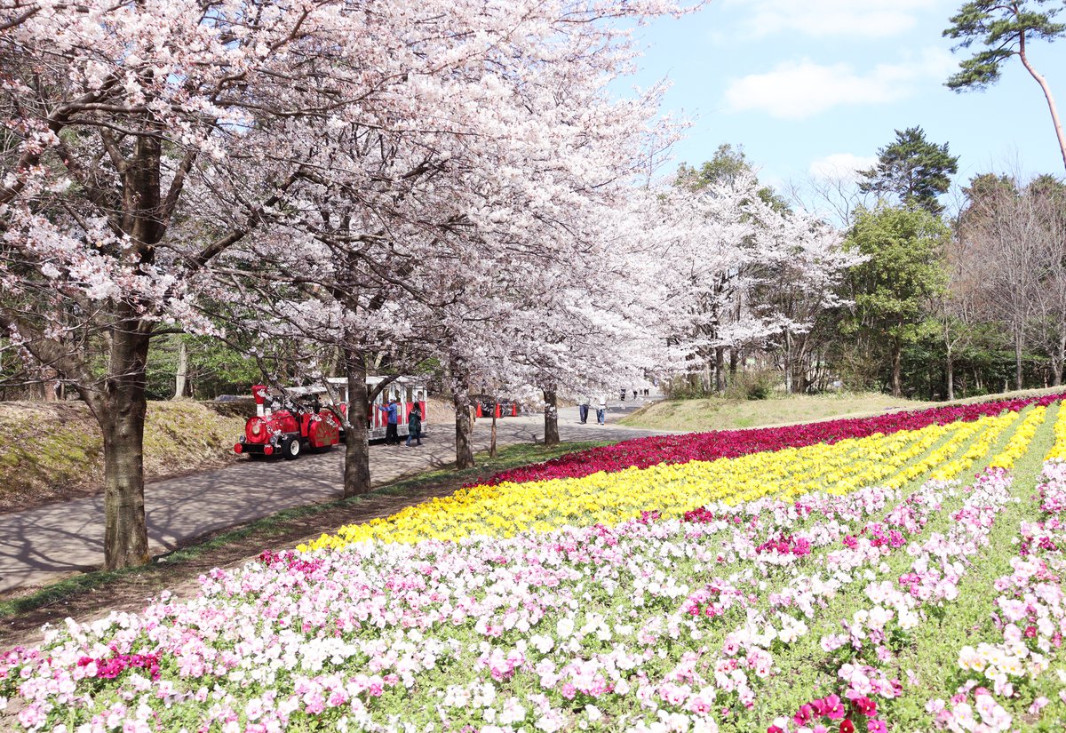 桜の広場