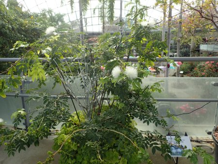 2025.12.28 (フラワードーム) (キャリアンドラ白12).JPG