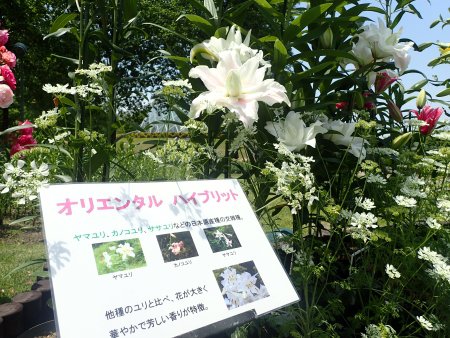 2025.6.7 (ﾛｰﾀﾘｰ特別展示)系統別展示9).JPG