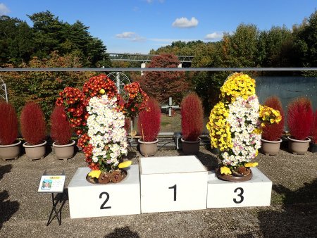 菊のトピアリー展
