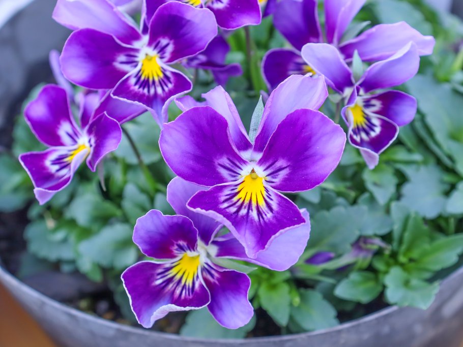 人気投票第四位　ビオラ「十六夜の姫たち」