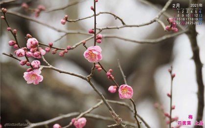 壁紙 21年2月の壁紙を作成しました とっとり花回廊 壁紙 21年2月の壁紙を作成しました とっとり花回廊