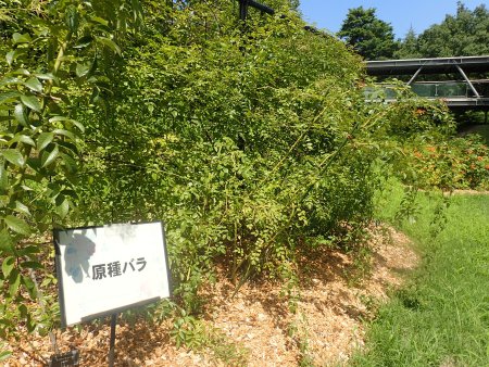 2025.8.28 (ローズヒップ) 原種バラコーナー2).JPG
