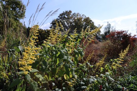 サルビア・イエローマジェスティ・紅葉の庭11月7日（24）IMG_9878.JPG