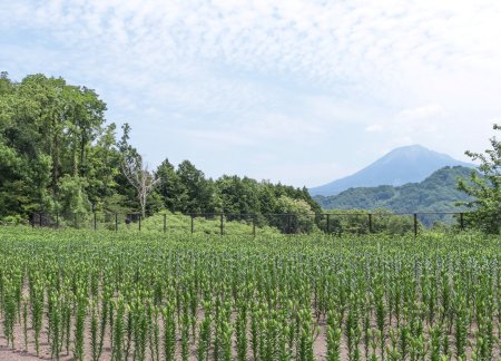 06★★★ゆりまつり・秘密の花園6月7日（42）.JPG