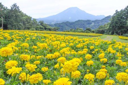 マリーゴールド・花の丘7月12日（23）.JPG