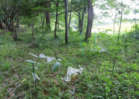 サクユリ・芝生広場入口7月6日（24）.JPG